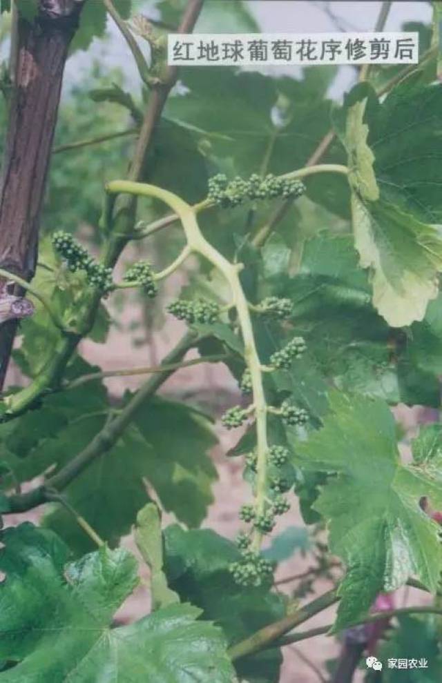 葡萄花序与幼穗整形及处理(一)