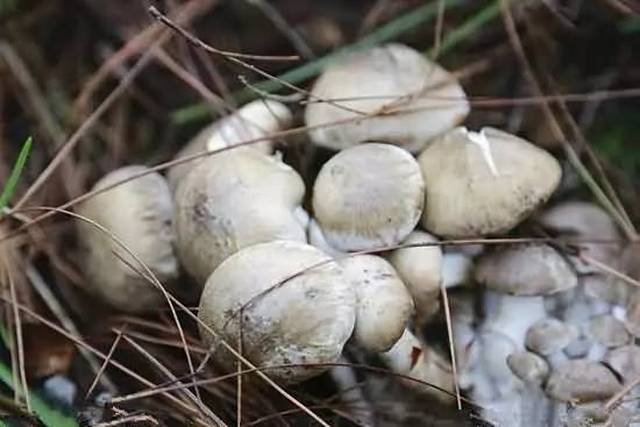 看仔细!云南这种毒菌子 10克就致命