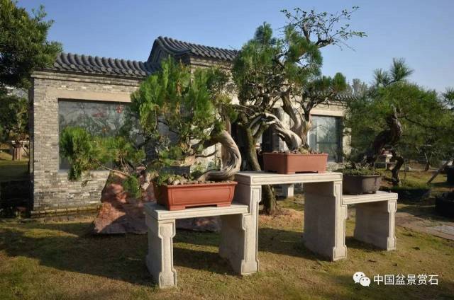 名园探秘|中国最美盆景园你去过吗—合肥站