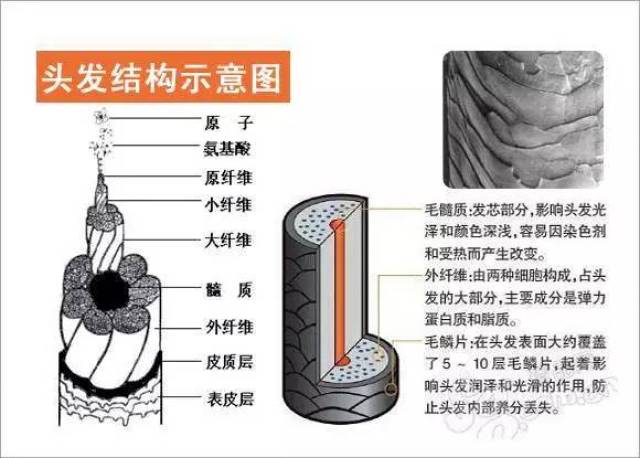 其次我们来看看发丝的构造 表皮层是头发的最外层:也叫毛鳞片层,主要