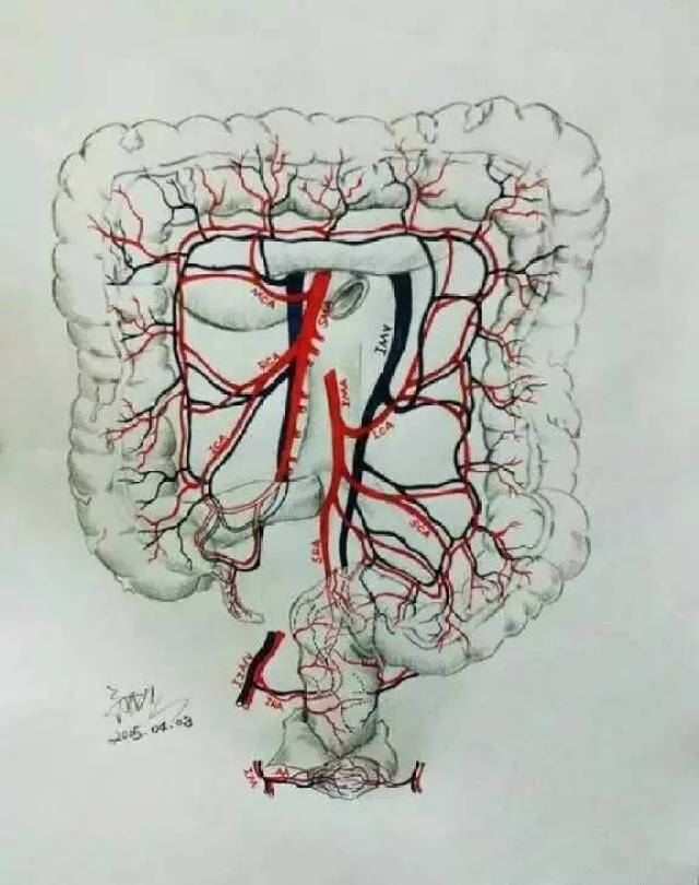 厉害了,学医的!300多张手绘图谱,逼真的