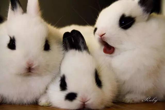 动物领养|希望可以给五只可爱的小兔子找到新主人