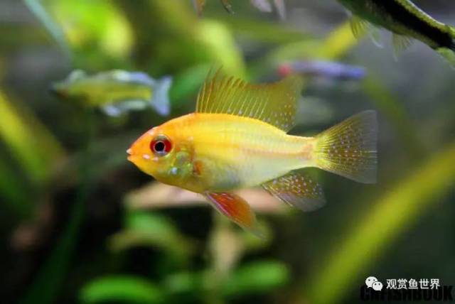 观赏鱼百科之荷兰凤凰短鲷-mikrogeophagus ramirezi