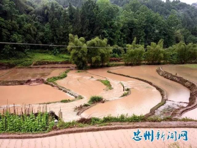 忠县遭遇雷雨袭击,部分乡镇受灾严重