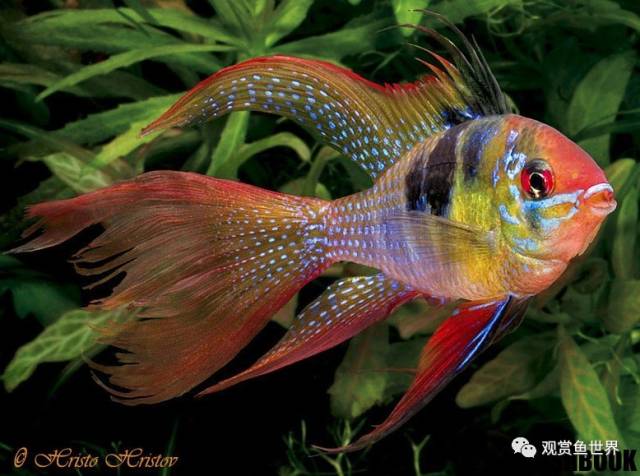 观赏鱼百科之荷兰凤凰短鲷-mikrogeophagus ramirezi