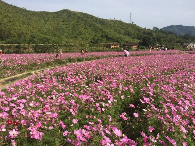 于都三门吃鱼 05.14花海.美食自驾游召集