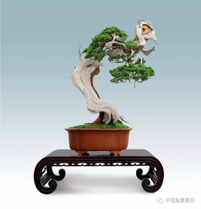 高80cm 李城藏品  2016中国唐苑第四届唐风盆景展三等金奖