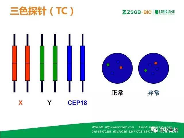 【技语】病理常用fish探针种类与判读技巧(简易版)