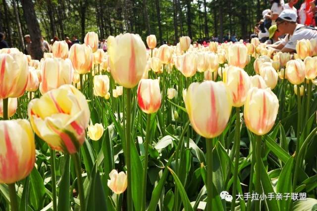 哈尔滨植物园郁金香观赏节一日游开始报名啦!