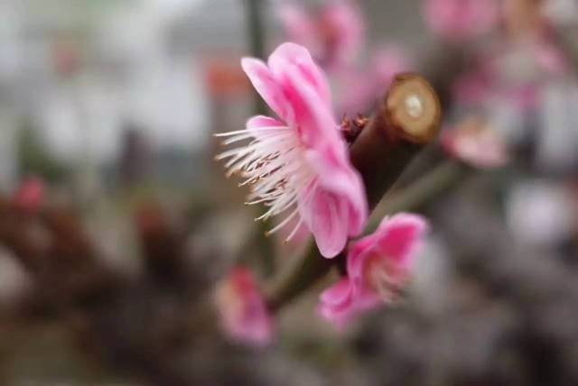 3月12日,农历二月十五,花朝节.