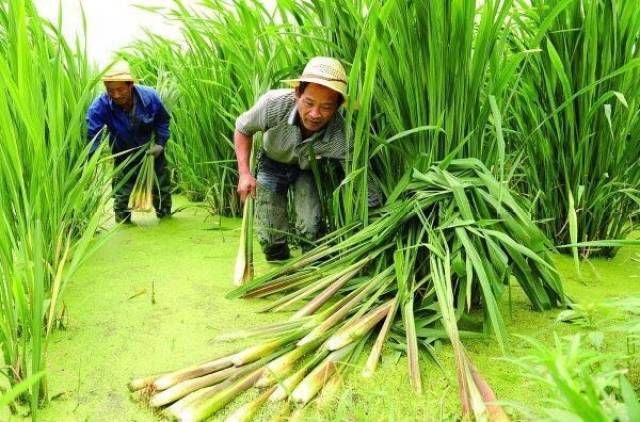 哎呀我的个乖乖,这产量不得了啊,茭白又名高笋,湖北的乡亲们称它为