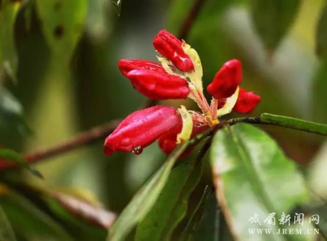 峨眉山杜鹃花迎来最佳赏花季,约吗?