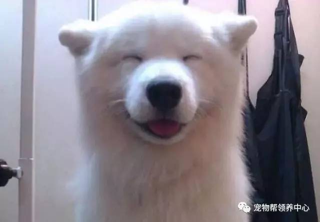 为你收集了11张超萌微笑狗狗照片,据说每个人看到第8张一定会笑出来!