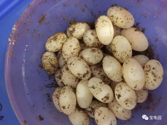 孵化龟蛋时用什么材料比较好?孵化成功率最高