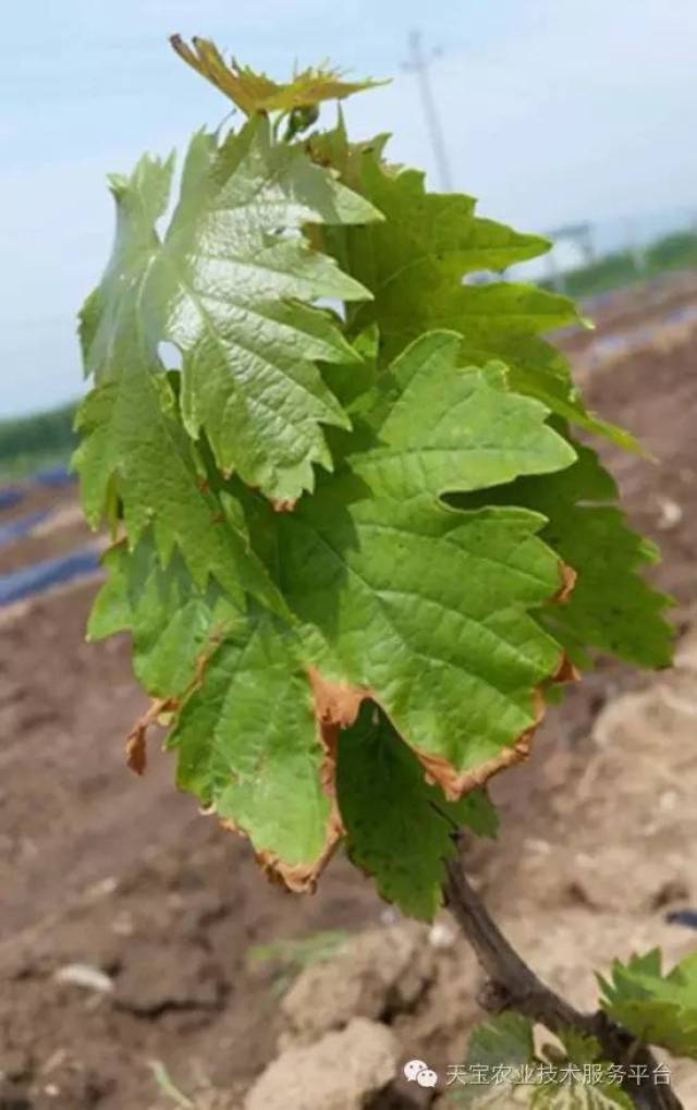 葡萄叶片黄化可不是小问题!(实用好文)