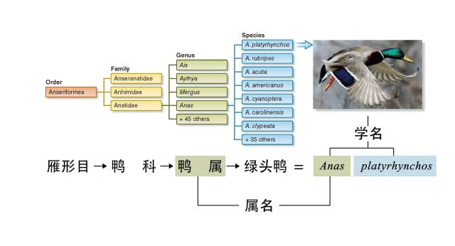生态论坛│观鸟人不能不知的鸟类分类系统(1)
