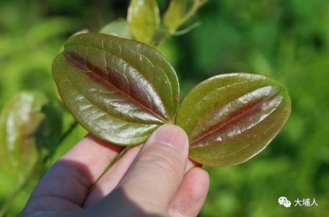 农村这种不起眼的植物,竟是各种癌症克星!