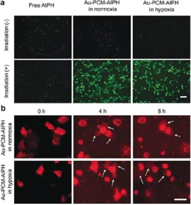 ed:纳米杂化材料用于可控自由基生成和缺氧癌细胞的氧化破坏