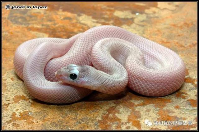 淡黑缺黄白边 hypo axanthic whitesided,国内不多见的品系