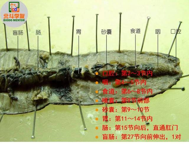 【干货】生物竞赛《动物实验》之蛔虫和环毛蚓的解剖