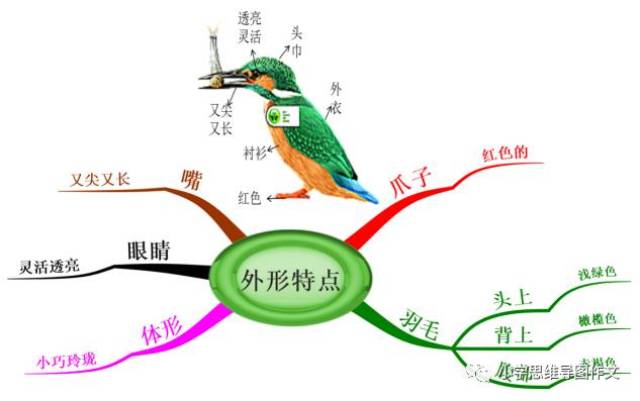 如何使用思维导图学语文,写作文:翠鸟举例分析