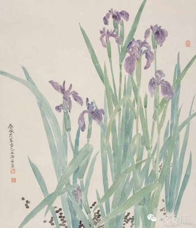 【每日一画】35.鸢尾花工笔步骤画法