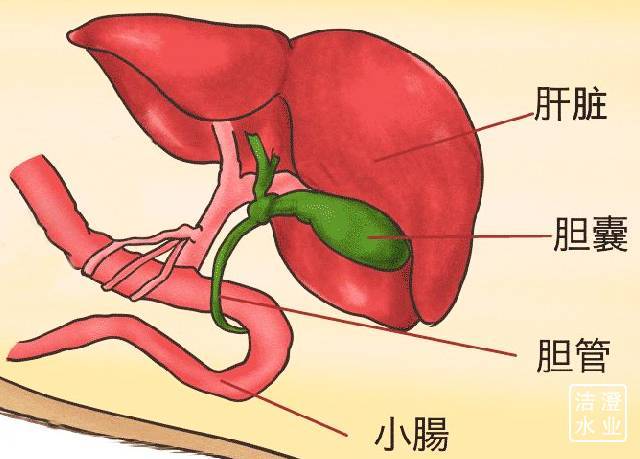 肝脏是人体的重要器官,具有造血排毒功能,胆囊位于肝脏的下方,和肝脏