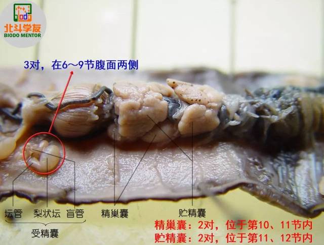 【干货】生物竞赛《动物实验》之蛔虫和环毛蚓的解剖