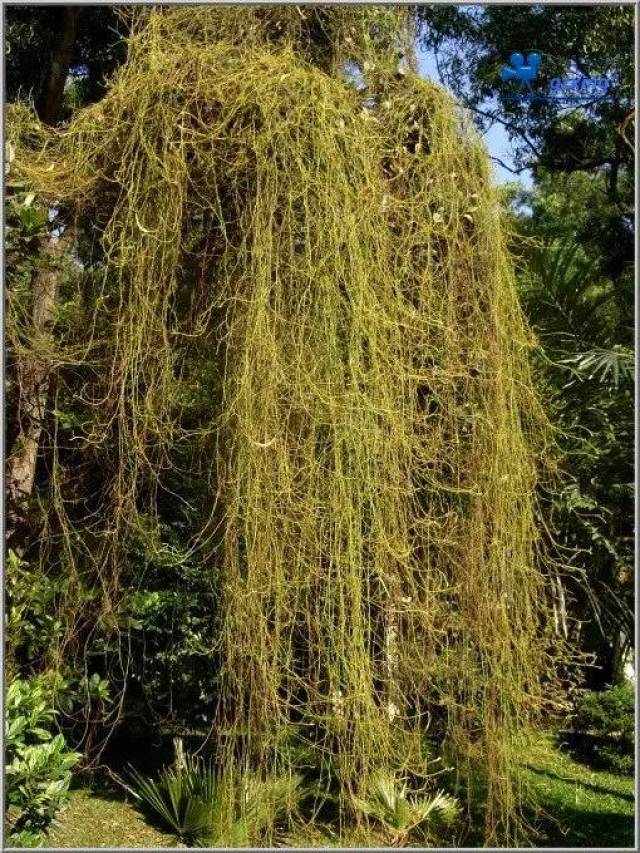 植物也疯狂丨这些神奇的植物现象你都见过吗?