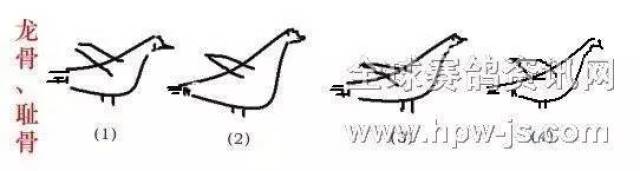 【图】图解好鸽子的特征,龙骨,耻骨长成这样