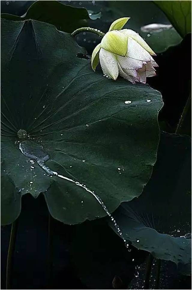 【禅絮】听雨听心