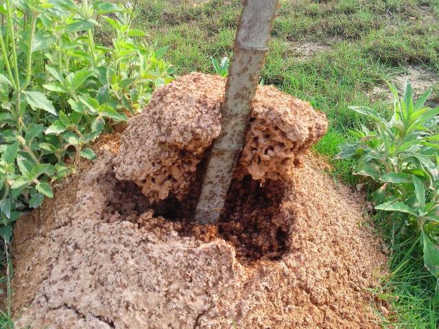 1,红火蚁的蚁巢,跟白蚁相似,但其蚁巢土堆高10至30厘米,直径约30至50