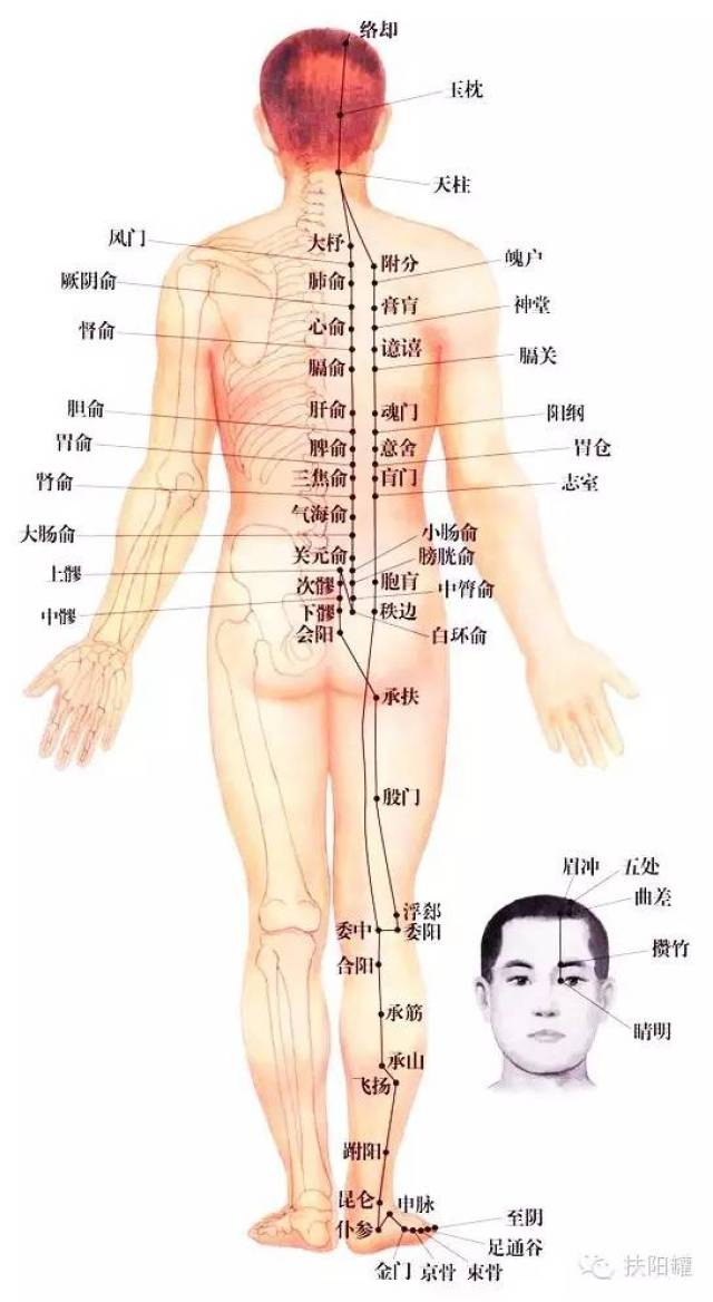 膀胱经排毒,最简单,最有效【转给有需要的人】