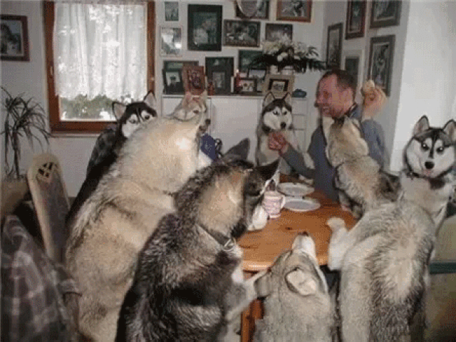 有一大家子人在餐桌前一起吃饭的愿望实现了,只不过除你之外的全是狗