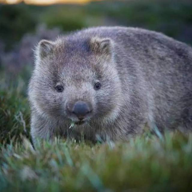 塔州的袋熊,wombat ▼▼▼