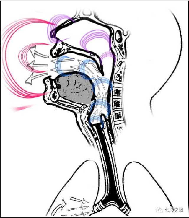 美声所谓巨大的胸腔共鸣,其实是咽腔共鸣. 咽腔为什么重要?