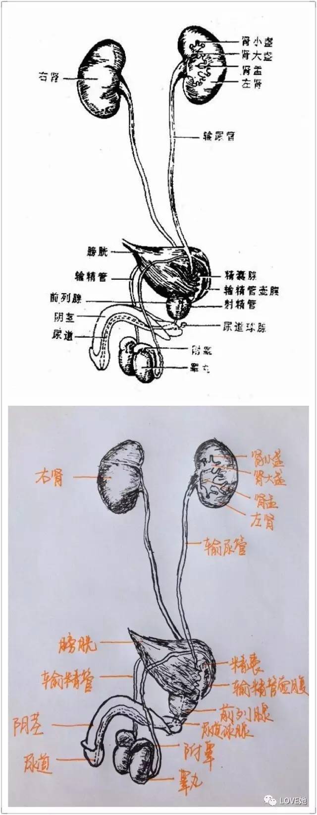 "切了一上午的子宫",手绘人体解剖图解压!福州这女研究生丫霸