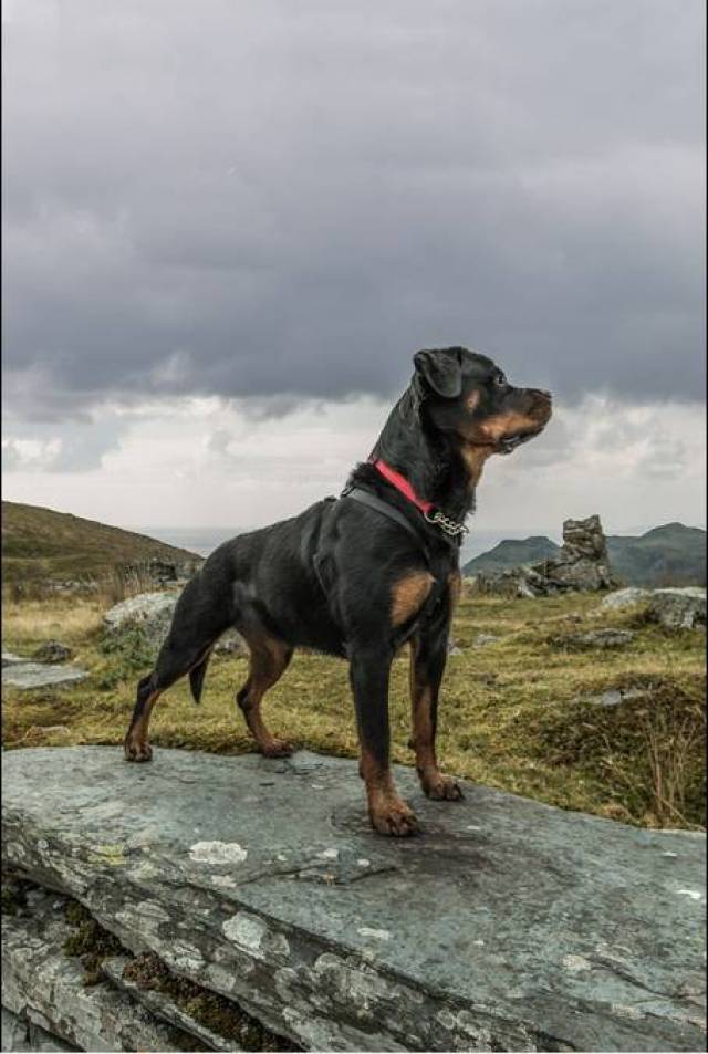 值得收藏的猛犬壁纸