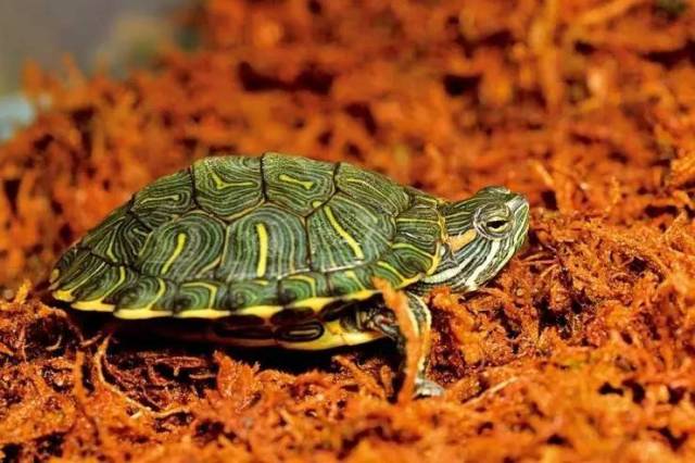 巴西龟和草龟哪个聪明