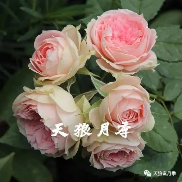 莫妮卡·贝鲁奇