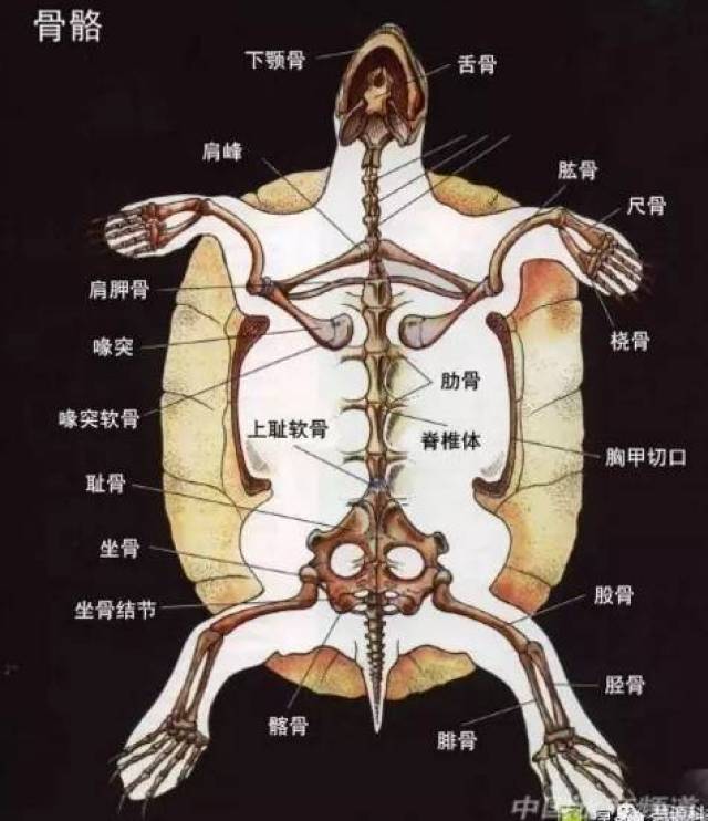 鱼,虾,蟹,小龙虾及鳖解剖图收藏贴