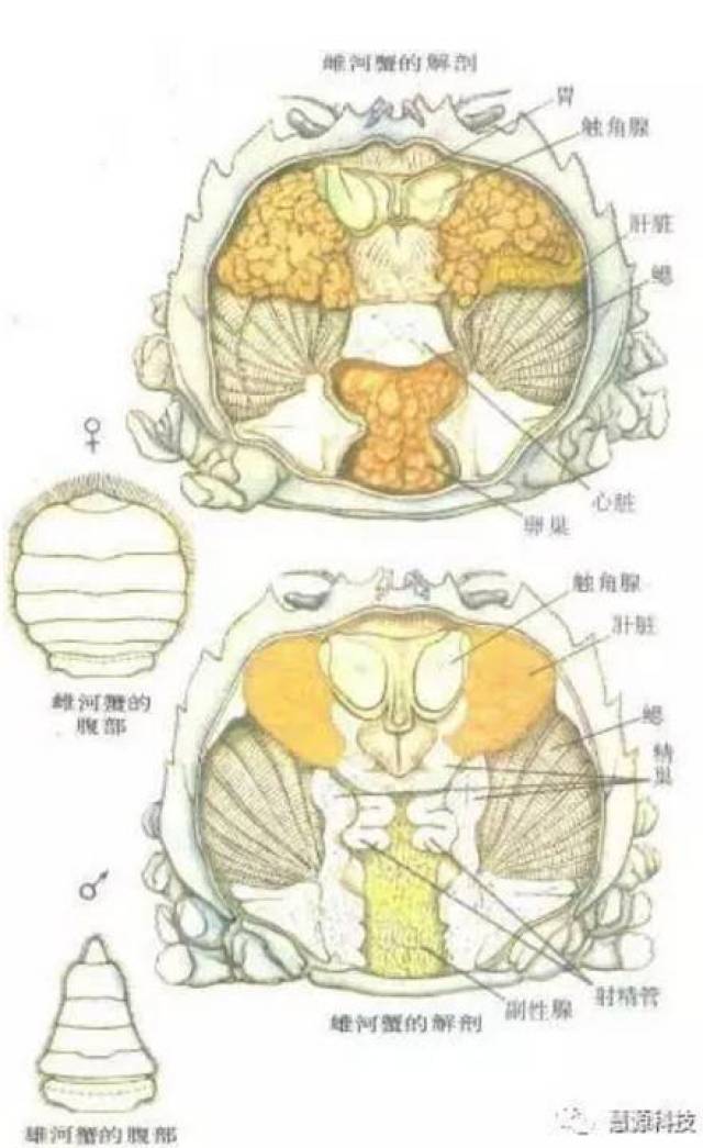 鱼,虾,蟹,小龙虾及鳖解剖图收藏贴