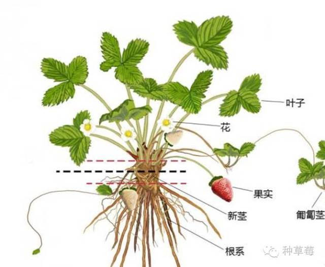 根状茎是草莓贮藏营养物质的重要器官,对草莓次年生长和开花结果有