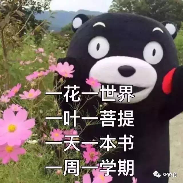 一大波final头像来袭!xp教育祝你考的都会,蒙的全队