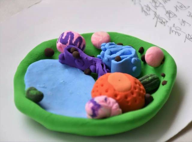 该生物模型采用超轻粘土和牙签为材料,展示细胞膜的流动镶嵌模型.