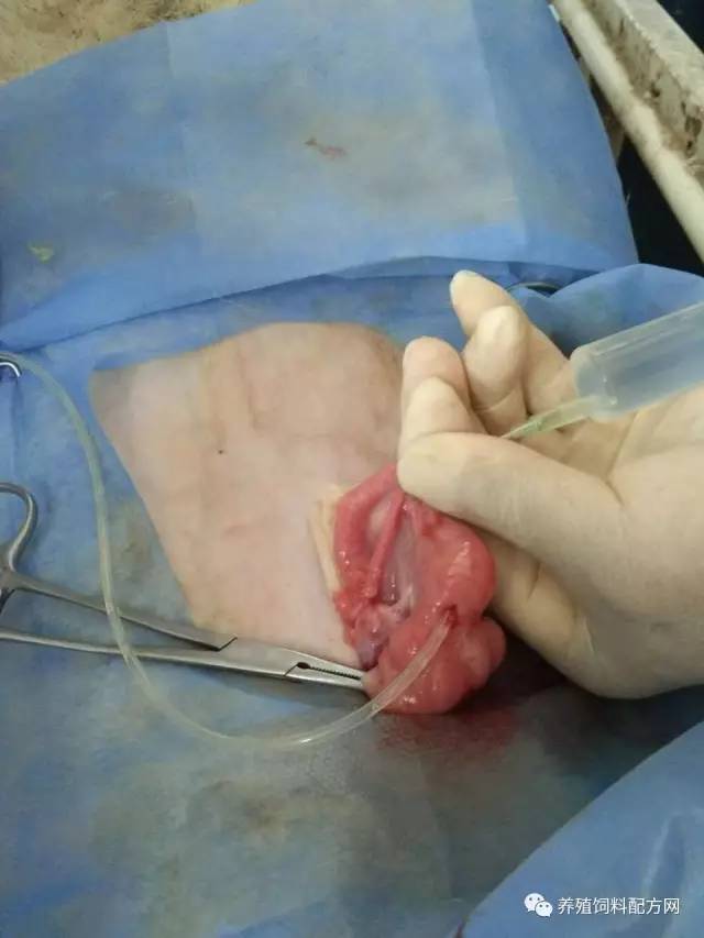 羊的子宫角输精 和 胚胎移植操作