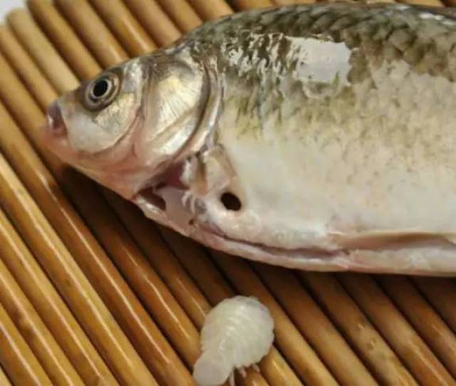 【话题】鲫鱼肚子中发现白色寄生虫,专家表示,再饿也不能吃它
