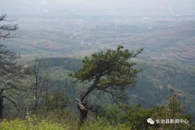 如今的老雄山,风姿更娇,已成为长治县周边最具盛名的森林公园.