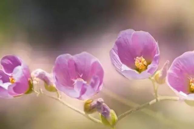 成语玩命猜一朵芍药花_芍药花图片