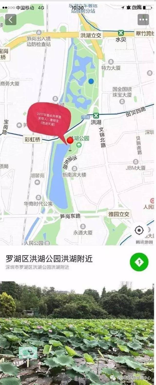 【以花会友】洪湖公园的并蒂莲就要开了!